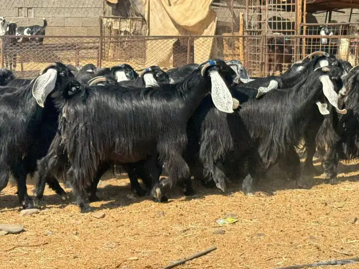 عوارض صنف دفيع تم البيع 2