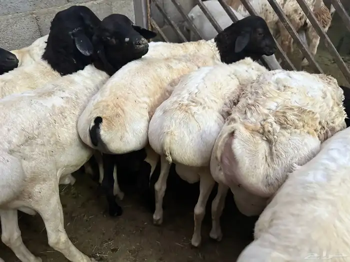 برابر جذعان طرف لحم وشحم 24