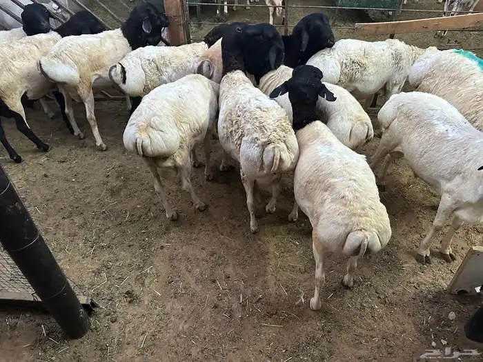 برابر جذعان طرف لحم وشحم 36