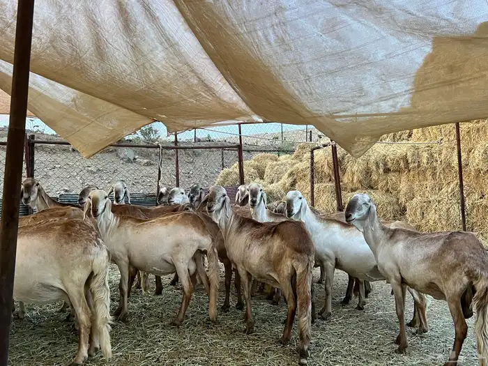غنم درمانيات اصائل 1