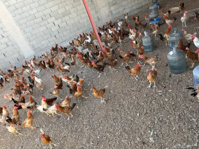 ديوك بلدي 4