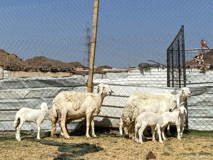 نعاج حريات ولد 8 تحتهن 8 6