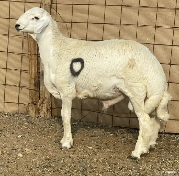 مشاريع فحول صنف 8