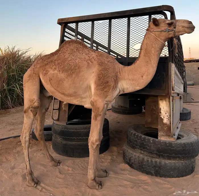 قعود حر طابع شرط اصيل صافي فيه 9 من الحرار سنه حق 2