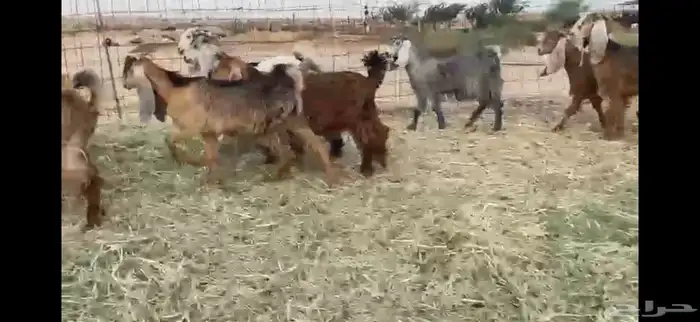 للبيع جفار حمر بفحلها العدد 11 11