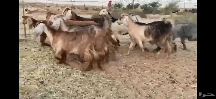 للبيع جفار حمر بفحلها العدد 11 6