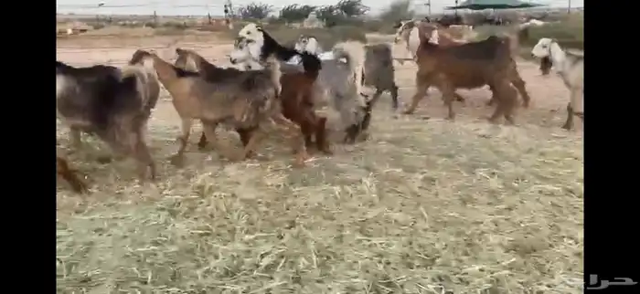 للبيع جفار حمر بفحلها العدد 11 12