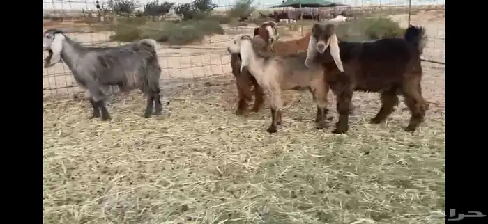 للبيع جفار حمر بفحلها العدد 11 9