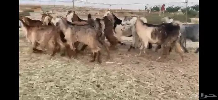 للبيع جفار حمر بفحلها العدد 11 5