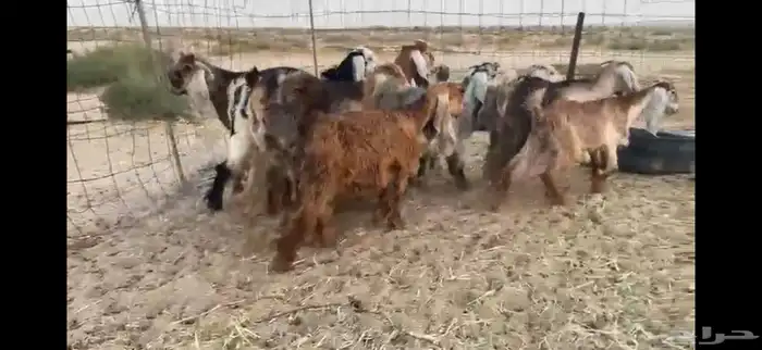 للبيع جفار حمر بفحلها العدد 11 1