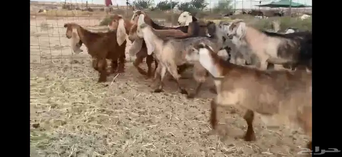 للبيع جفار حمر بفحلها العدد 11 7