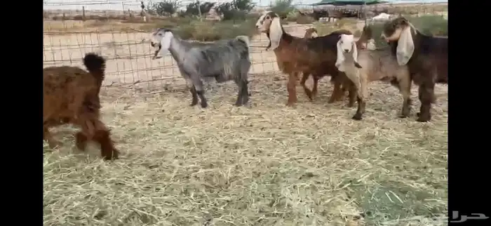 للبيع جفار حمر بفحلها العدد 11 10