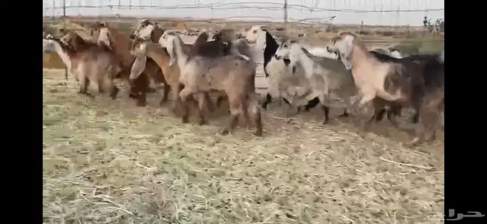 للبيع جفار حمر بفحلها العدد 11 4