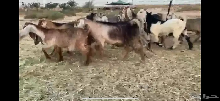 للبيع جفار حمر بفحلها العدد 11 13