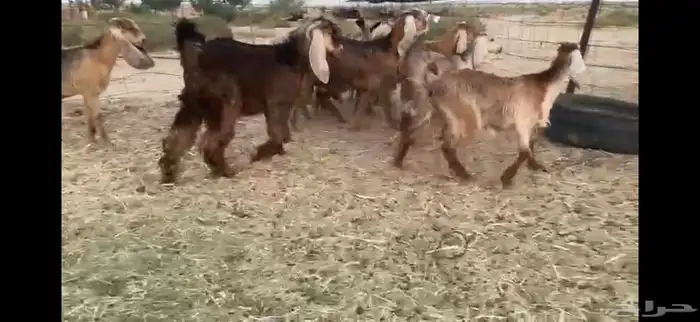 للبيع جفار حمر بفحلها العدد 11 8