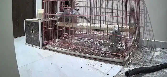 زوج كاسكو للبيع صحه ونظافه على السوم 1