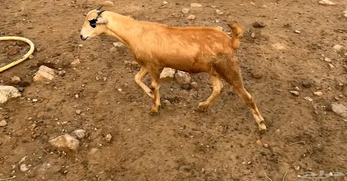 الموقع العارضة 0