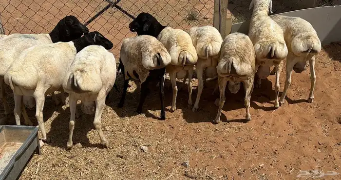 برابر جذعان طرف لحم وشحم 23