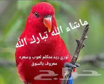 لوري ريد لعوب وصحه طيبه ماشاء الله تبارك الله 0