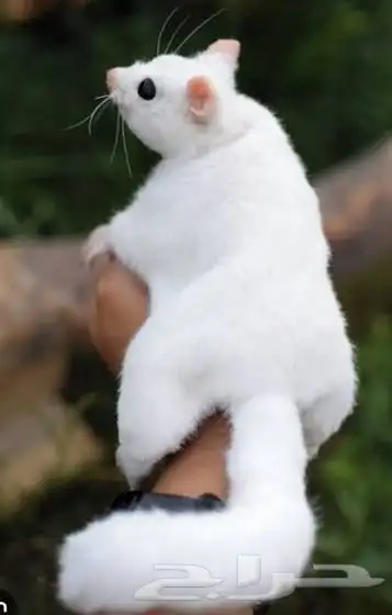 صغير السنجاب الطائر (لوسيستك-leucistic) sugar glider 0