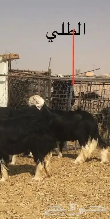 عروض النجد رقم 4 عروض فقط 10