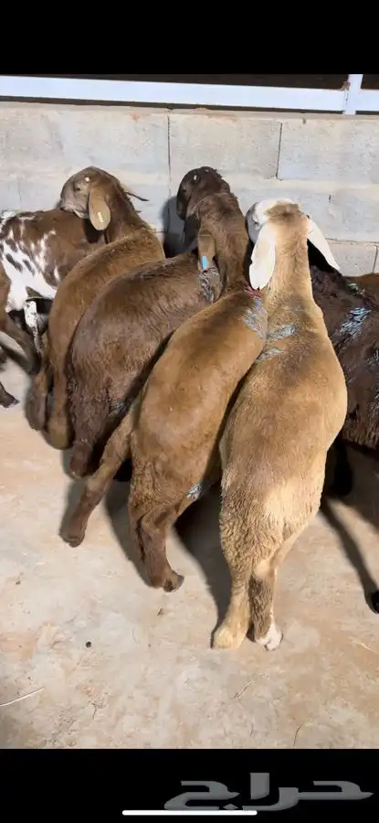 سواكن 1