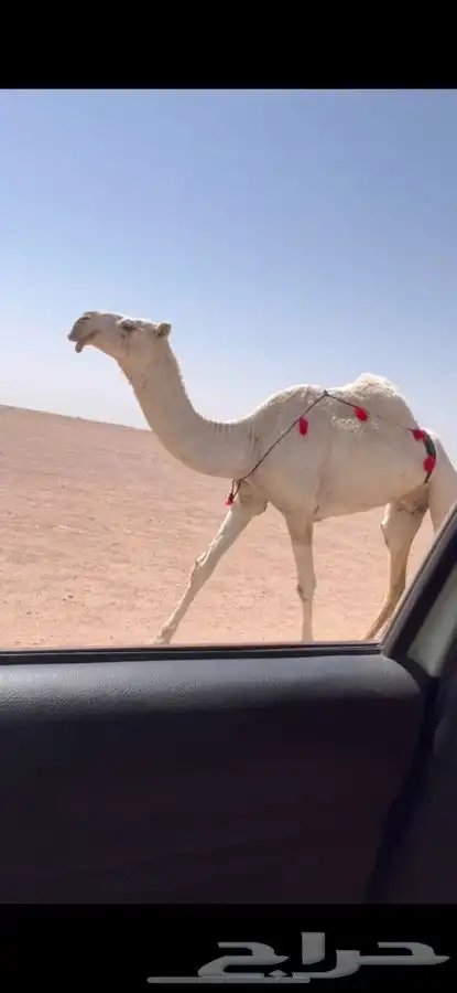 للبيع اعشرا باتليه كفووو 0