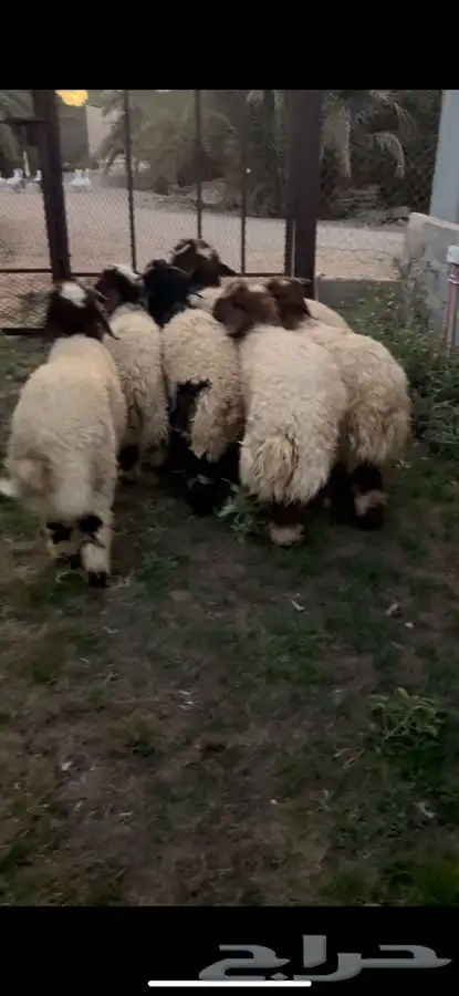 نعيم 1