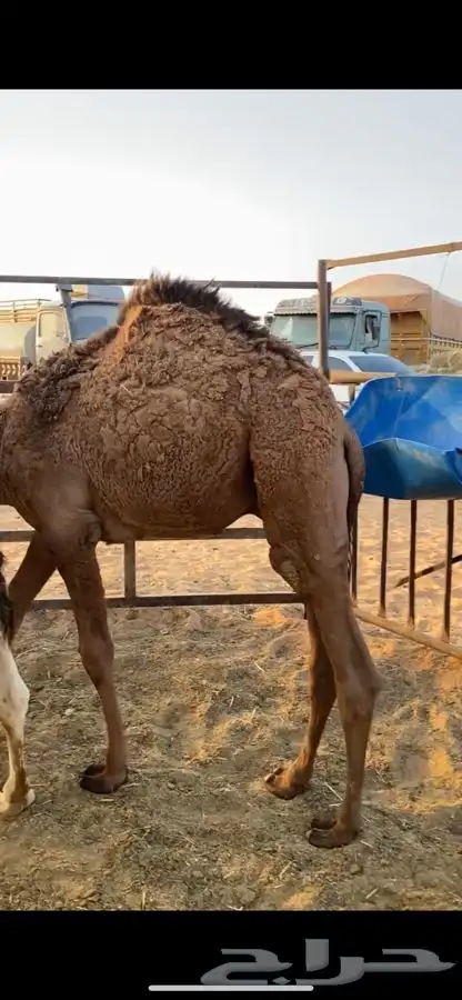 قعدان 1