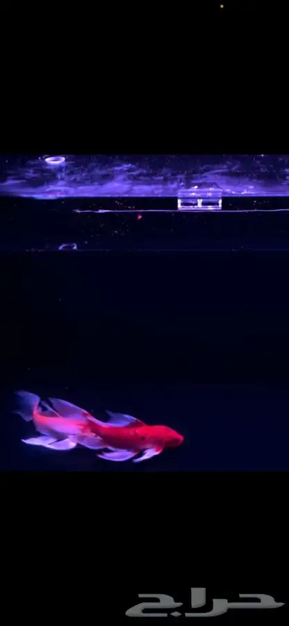 سمك كوي كبير للبيع Koi fish for sale 1