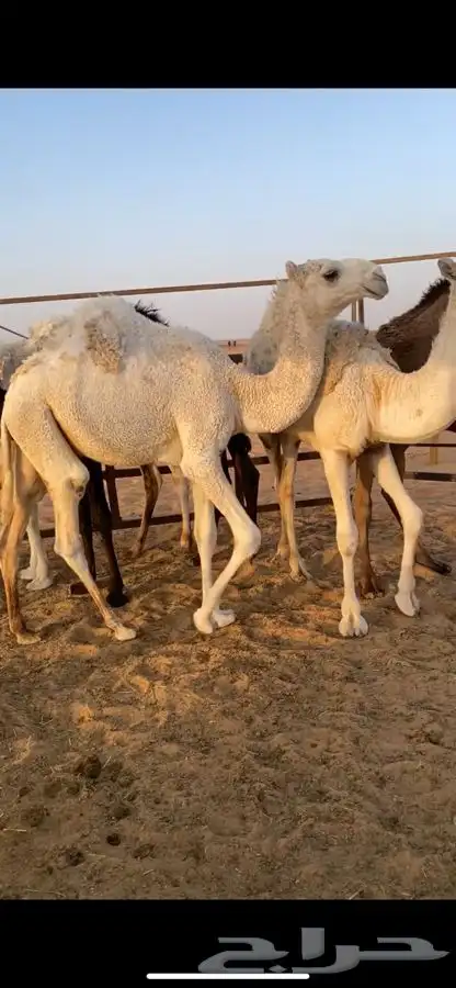 قعدان 5