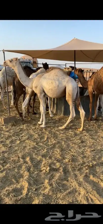 قعدان 6
