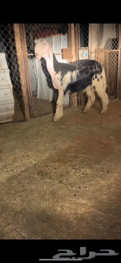 طلي نجدي مشروع فحل معرف عمره 6 اشهور محاولاته قويه جدا 1