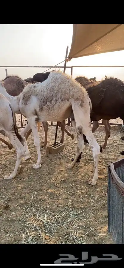 قعدان 0
