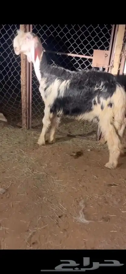 طلي نجدي مشروع فحل معرف عمره 6 اشهور محاولاته قويه جدا 3
