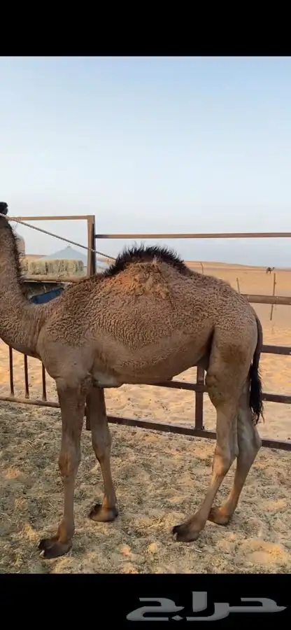 قعدان 3