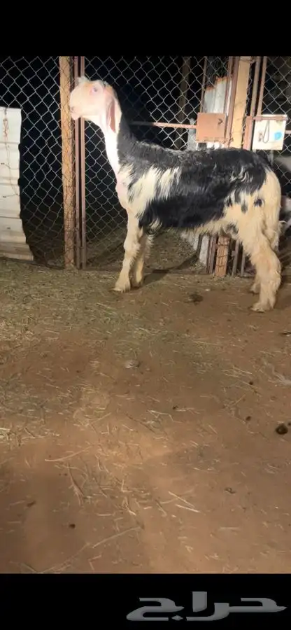 طلي نجدي مشروع فحل معرف عمره 6 اشهور محاولاته قويه جدا 0