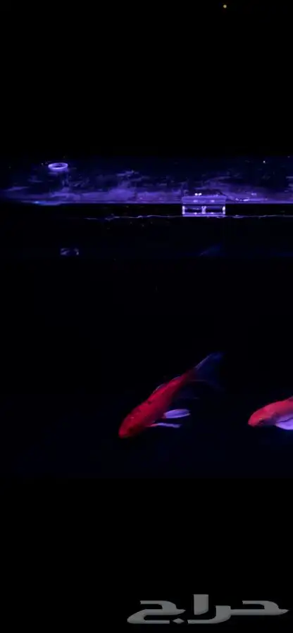سمك كوي كبير للبيع Koi fish for sale 0