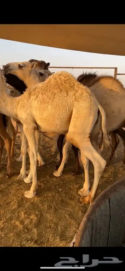 قعدان 4