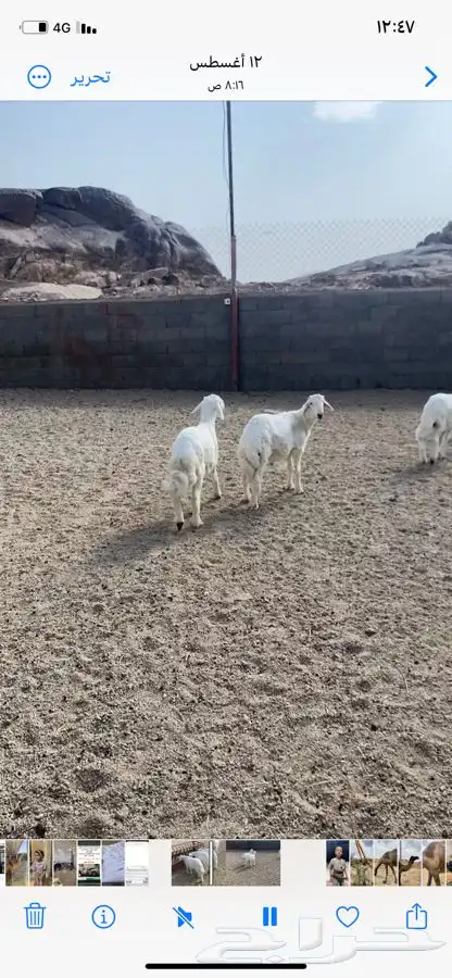 خرفان للبيع تفريد وجملة 0