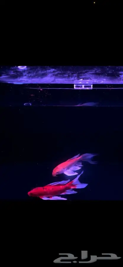 سمك كوي كبير للبيع Koi fish for sale 2