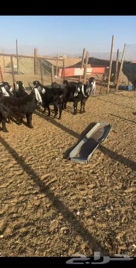 8 معزا عوارض 1