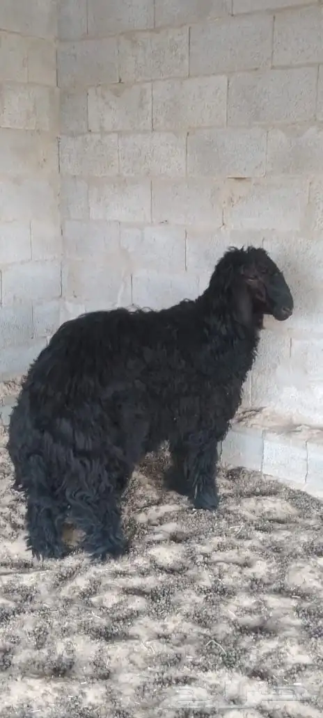 خروف للبيع 0