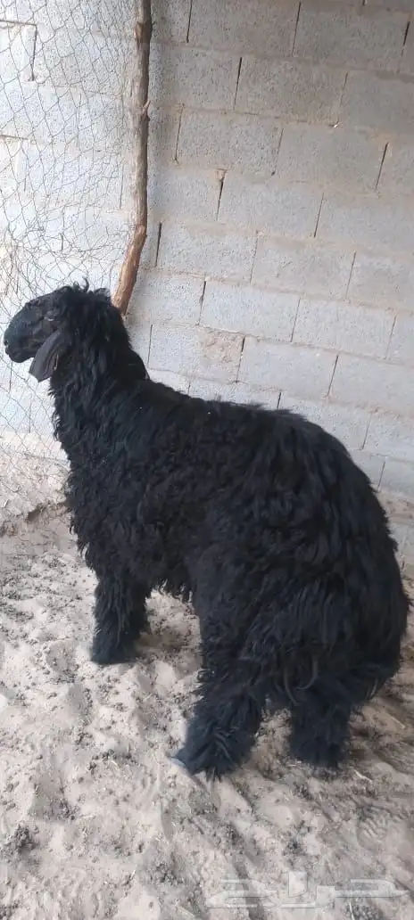 خروف للبيع 1