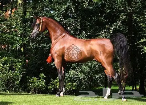 مزاد لبيع الخيل 0