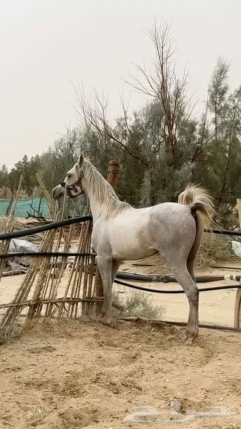 حصان واهو كفو 1