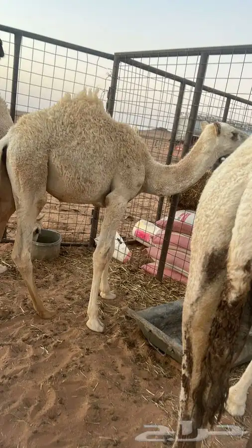 بكره قصب 0