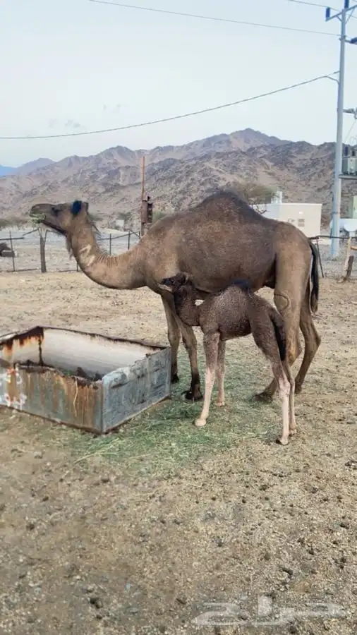 ناقه خلفه تحتها بكره 0