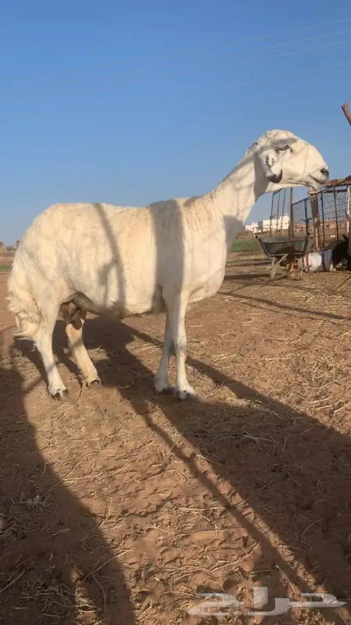 شاه صنف دافع 4