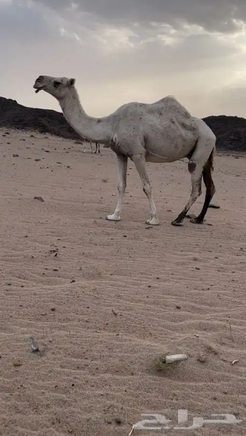 ناقه ضروبه 1